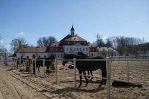Pferde in Brandenburg